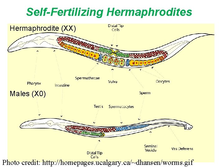 Self-Fertilizing Hermaphrodites Hermaphrodite (XX) Males (X 0) Photo credit: http: //homepages. ucalgary. ca/~dhansen/worms. gif