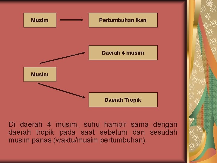 Musim Pertumbuhan Ikan Daerah 4 musim Musim Daerah Tropik Di daerah 4 musim, suhu