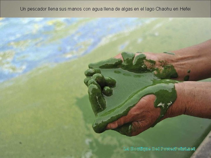 Un pescador llena sus manos con agua llena de algas en el lago Chaohu