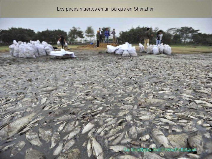 Los peces muertos en un parque en Shenzhen La Boutique Del Power. Point. net