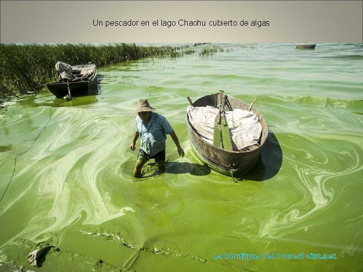 Un pescador en el lago Chaohu cubierto de algas La Boutique Del Power. Point.