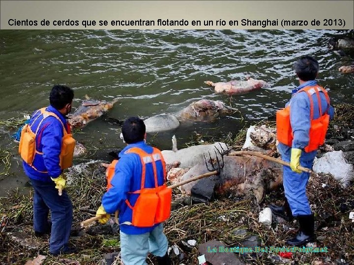 Cientos de cerdos que se encuentran flotando en un río en Shanghai (marzo de