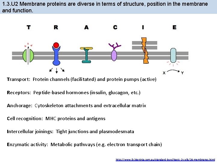 1. 3. U 2 Membrane proteins are diverse in terms of structure, position in
