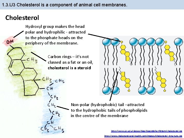 1. 3. U 3 Cholesterol is a component of animal cell membranes. Cholesterol Hydroxyl