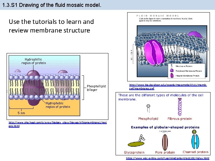 1. 3. S 1 Drawing of the fluid mosaic model. Use the tutorials to