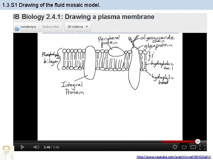 1. 3. S 1 Drawing of the fluid mosaic model. http: //www. youtube. com/watch?