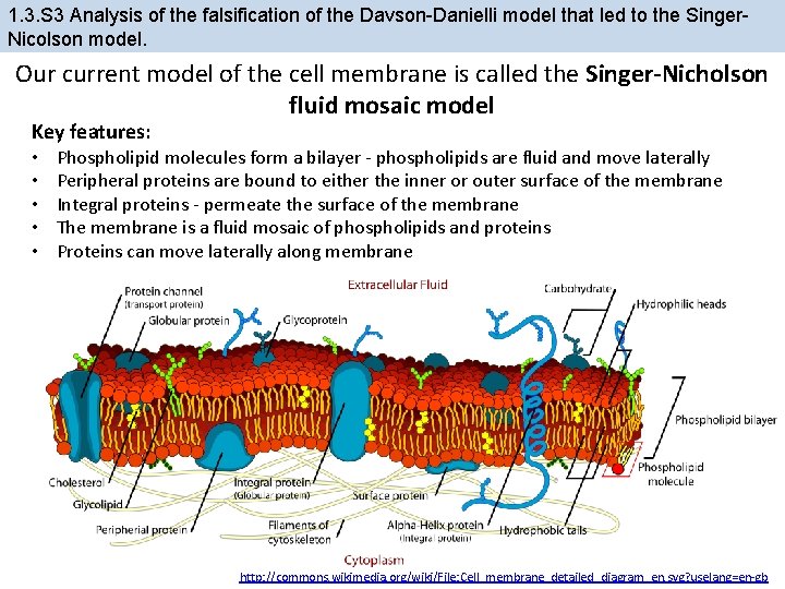 1. 3. S 3 Analysis of the falsification of the Davson-Danielli model that led