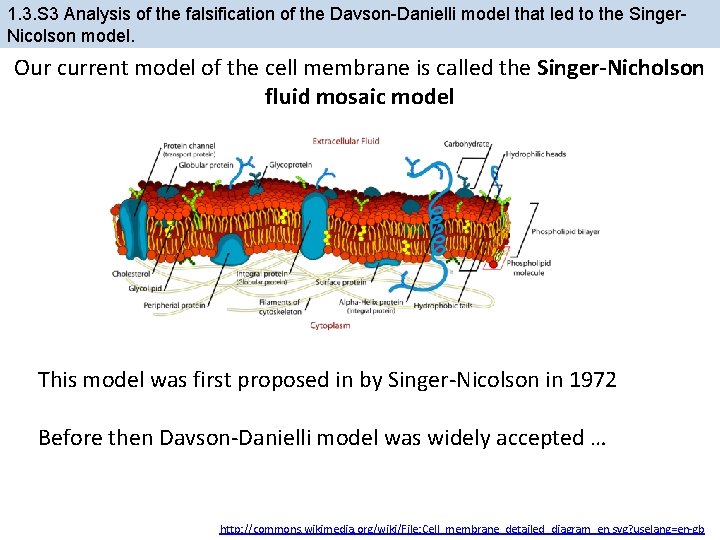 1. 3. S 3 Analysis of the falsification of the Davson-Danielli model that led