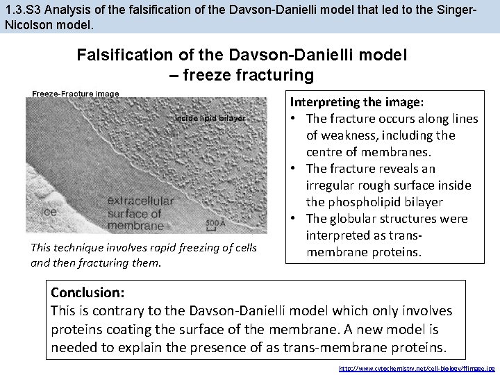 1. 3. S 3 Analysis of the falsification of the Davson-Danielli model that led