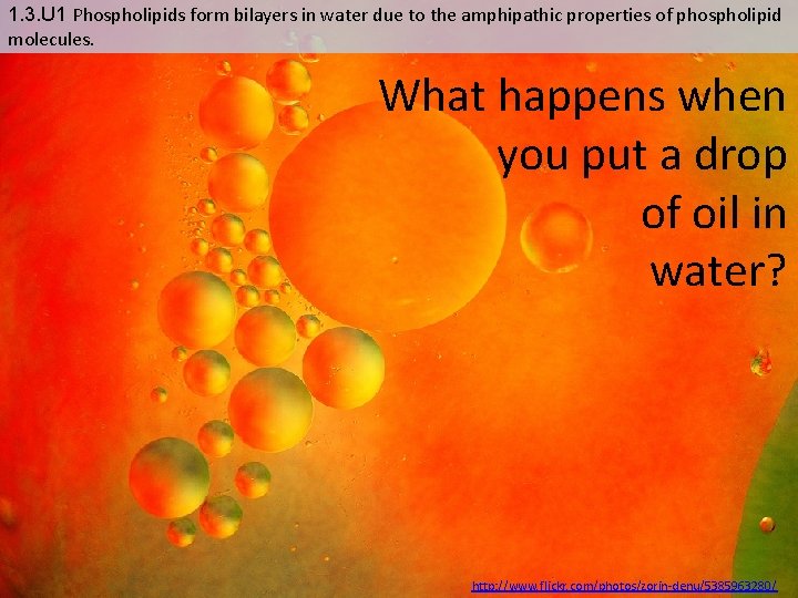 1. 3. U 1 Phospholipids form bilayers in water due to the amphipathic properties