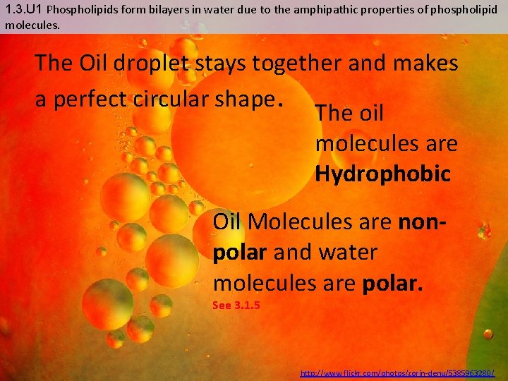 1. 3. U 1 Phospholipids form bilayers in water due to the amphipathic properties
