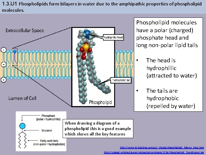 1. 3. U 1 Phospholipids form bilayers in water due to the amphipathic properties