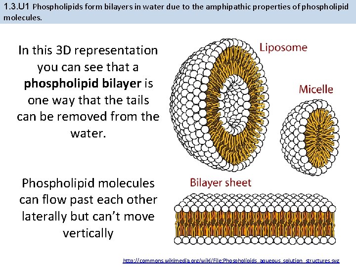 1. 3. U 1 Phospholipids form bilayers in water due to the amphipathic properties