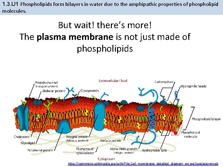 1. 3. U 1 Phospholipids form bilayers in water due to the amphipathic properties