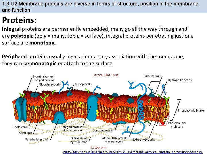1. 3. U 2 Membrane proteins are diverse in terms of structure, position in