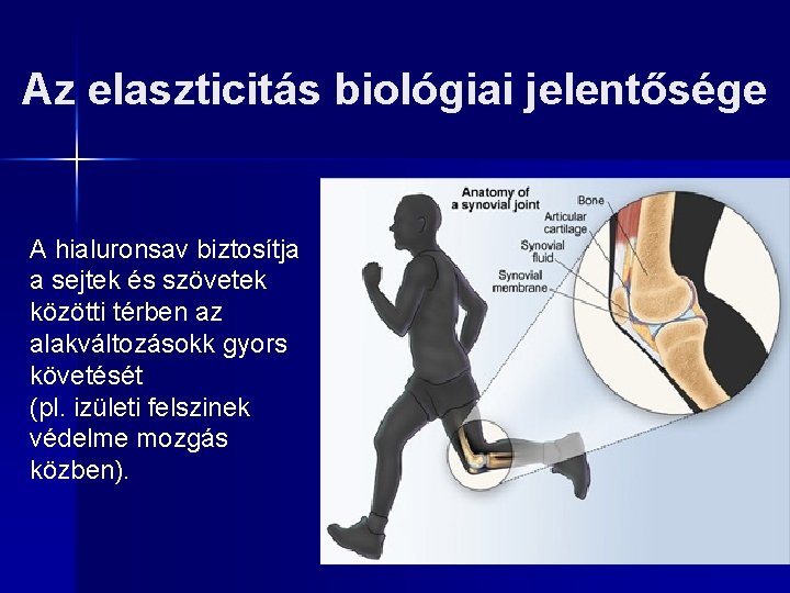 Az elaszticitás biológiai jelentősége A hialuronsav biztosítja a sejtek és szövetek közötti térben az