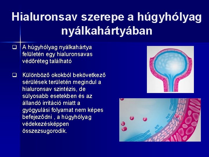 Hialuronsav szerepe a húgyhólyag nyálkahártyában q A húgyhólyag nyálkahártya felületén egy hialuronsavas védőréteg található