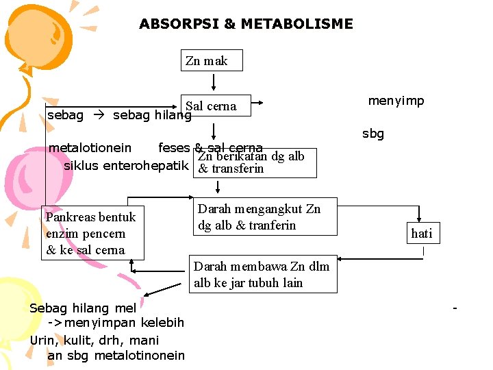 ABSORPSI & METABOLISME Zn mak Sal cerna sebag hilang metalotionein feses & sal cerna