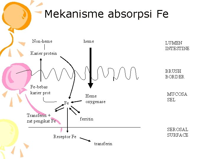Mekanisme absorpsi Fe Non-heme LUMEN INTESTINE Karier protein BRUSH BORDER Fe-bebas karier prot Fe