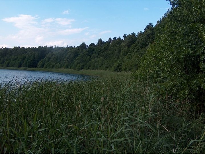  Institut für angewandte Gewässerökologie Gmb. H Wasser ist unser Element Dystrophe Seen in