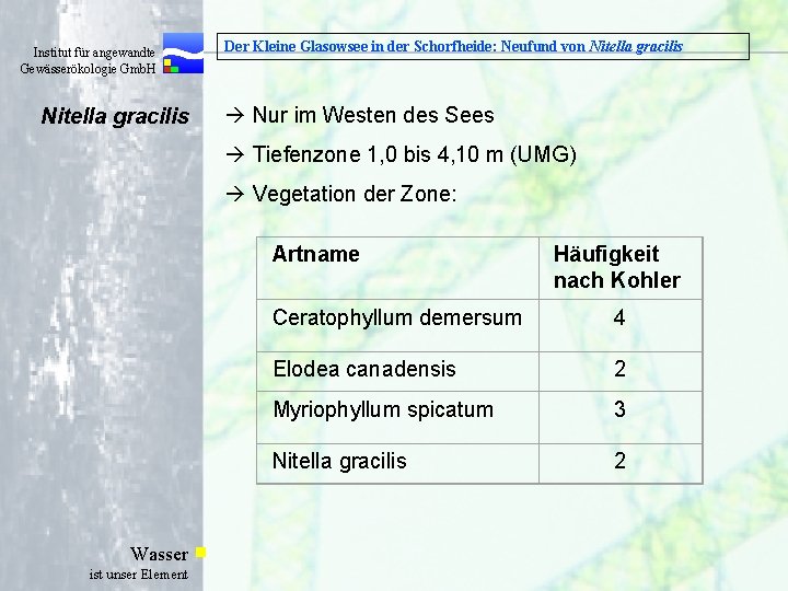  Institut für angewandte Gewässerökologie Gmb. H Nitella gracilis Der Kleine Glasowsee in der