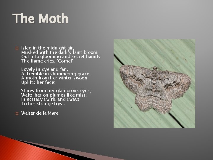 The Moth � Isled in the midnight air, Musked with the dark's faint bloom,