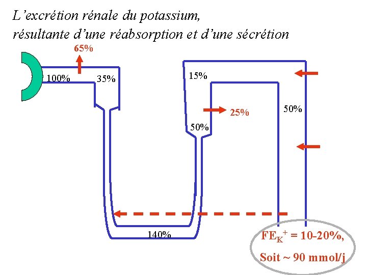 L’excrétion rénale du potassium, résultante d’une réabsorption et d’une sécrétion 65% 100% 15% 35%