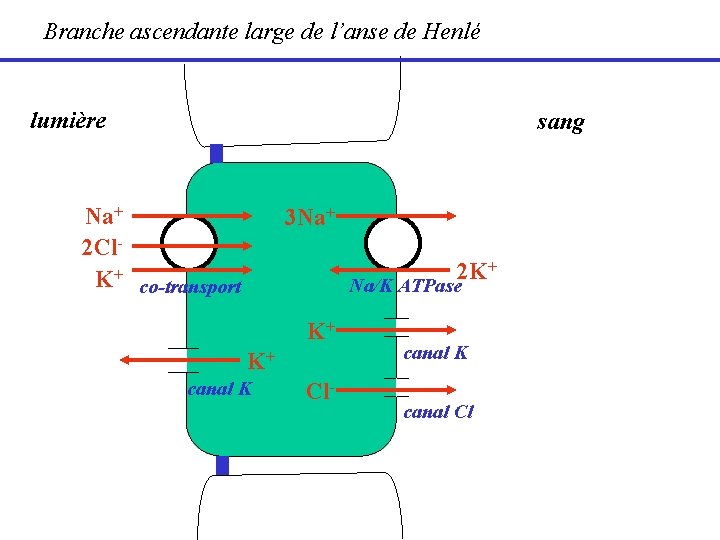 Branche ascendante large de l’anse de Henlé lumière sang Na+ 2 Cl. K+ co-transport