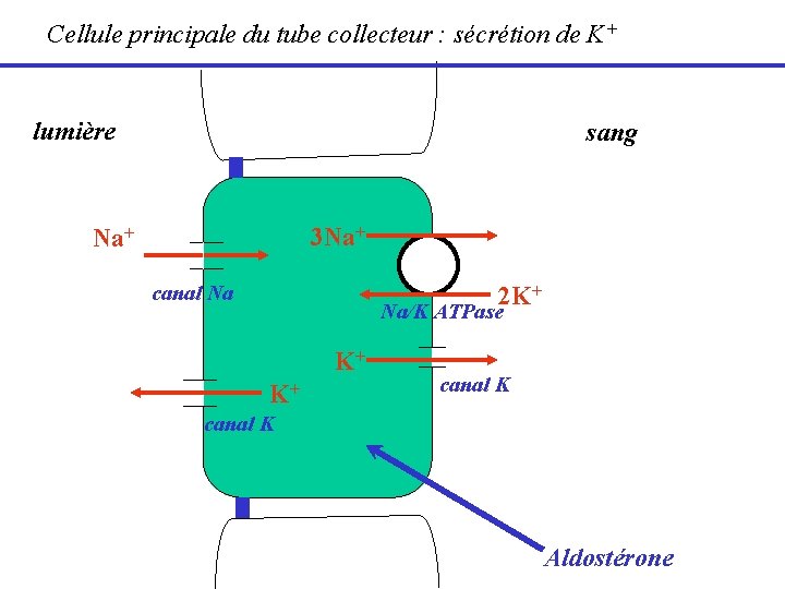 Cellule principale du tube collecteur : sécrétion de K+ lumière sang 3 Na+ canal