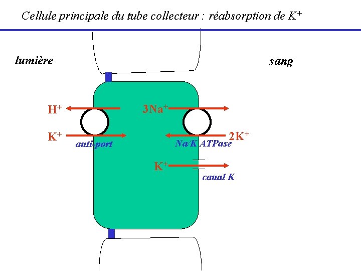 Cellule principale du tube collecteur : réabsorption de K+ lumière sang 3 Na+ H+