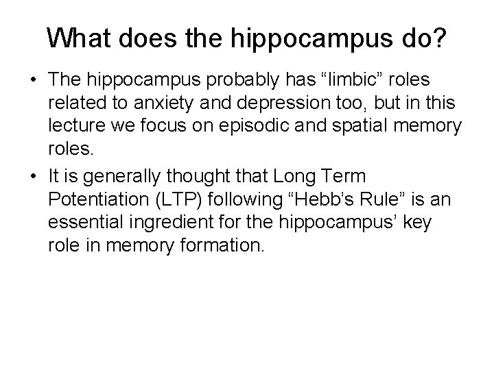 What does the hippocampus do? • The hippocampus probably has “limbic” roles related to