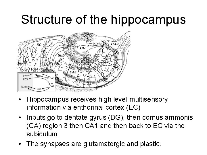 Structure of the hippocampus • Hippocampus receives high level multisensory information via enthorinal cortex