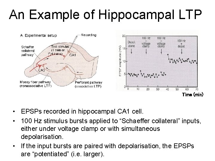 An Example of Hippocampal LTP Time (min) • EPSPs recorded in hippocampal CA 1