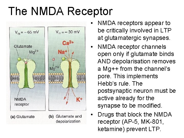 The NMDA Receptor • NMDA receptors appear to be critically involved in LTP at