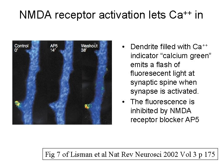 NMDA receptor activation lets Ca++ in • Dendrite filled with Ca++ indicator “calcium green”