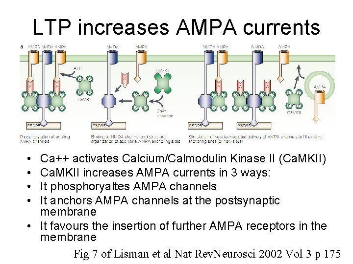 LTP increases AMPA currents • • Ca++ activates Calcium/Calmodulin Kinase II (Ca. MKII) Ca.
