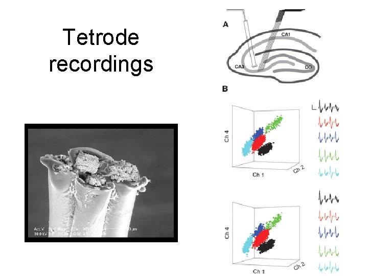 Tetrode recordings 