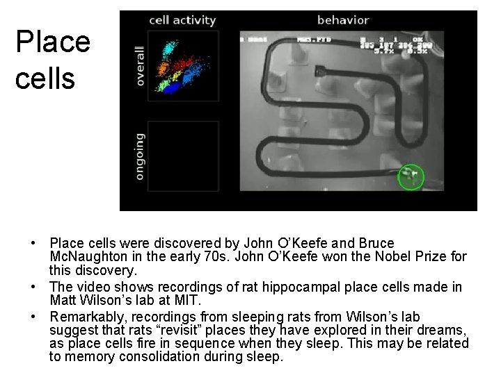 Place cells • Place cells were discovered by John O’Keefe and Bruce Mc. Naughton