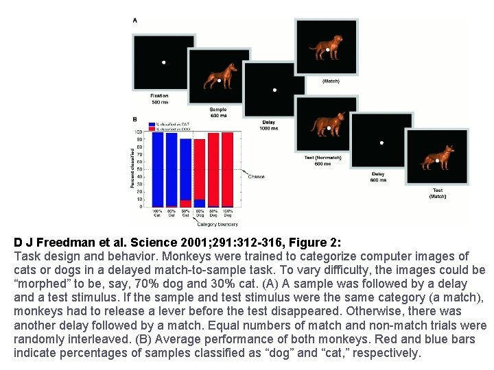 D J Freedman et al. Science 2001; 291: 312 -316, Figure 2: Task design