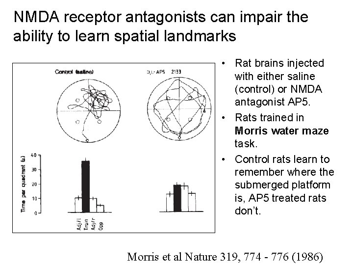 NMDA receptor antagonists can impair the ability to learn spatial landmarks • Rat brains