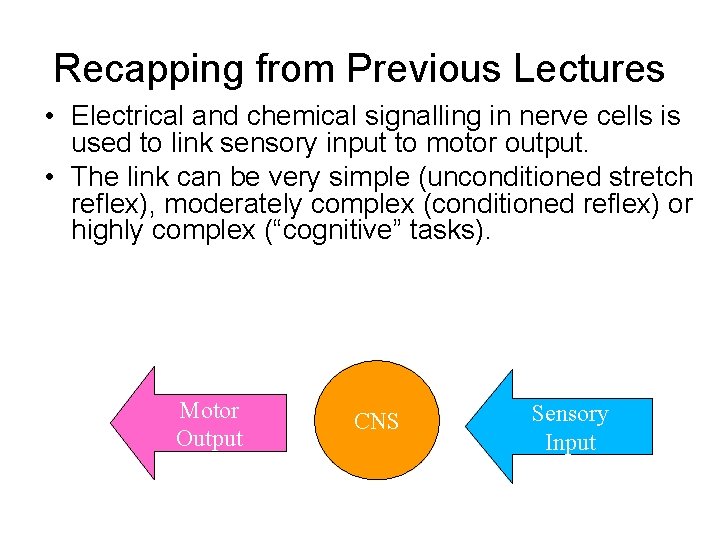 Recapping from Previous Lectures • Electrical and chemical signalling in nerve cells is used