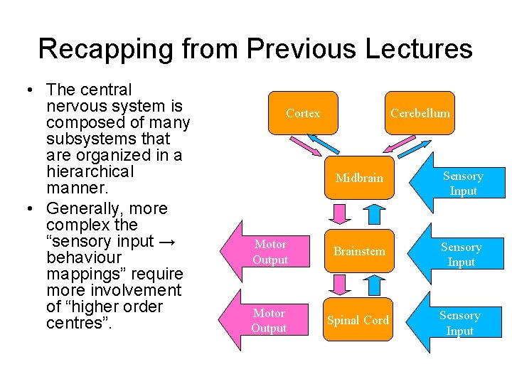 Recapping from Previous Lectures • The central nervous system is composed of many subsystems