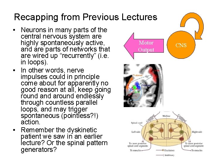 Recapping from Previous Lectures • Neurons in many parts of the central nervous system