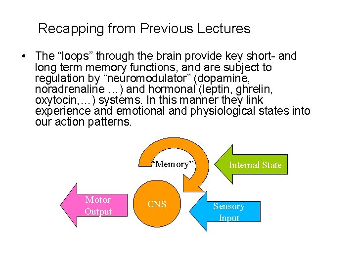 Recapping from Previous Lectures • The “loops” through the brain provide key short- and