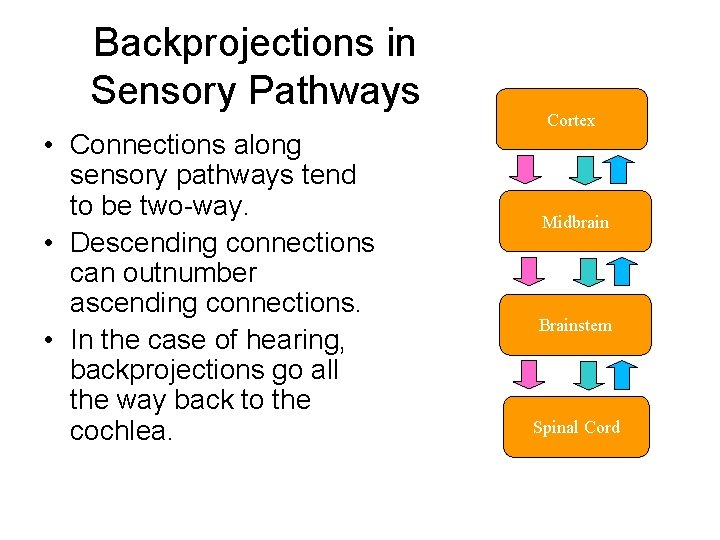 Backprojections in Sensory Pathways • Connections along sensory pathways tend to be two-way. •