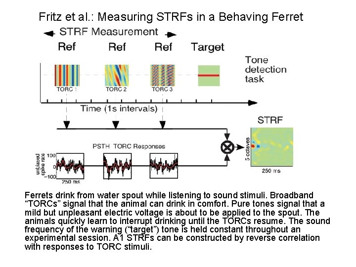 Fritz et al. : Measuring STRFs in a Behaving Ferrets drink from water spout