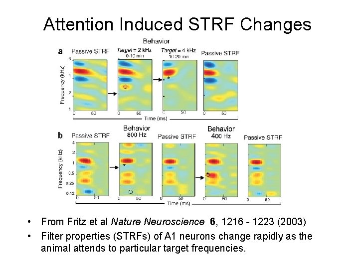 Attention Induced STRF Changes • From Fritz et al Nature Neuroscience 6, 1216 -