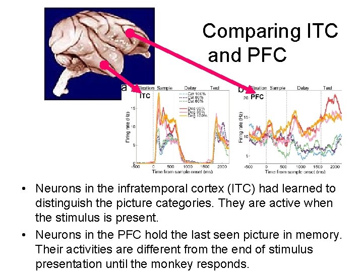 Comparing ITC and PFC • Neurons in the infratemporal cortex (ITC) had learned to