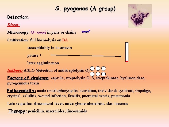 S. pyogenes (A group) Detection: Direct: Microscopy: G+ cocci in pairs or chains Cultivation: