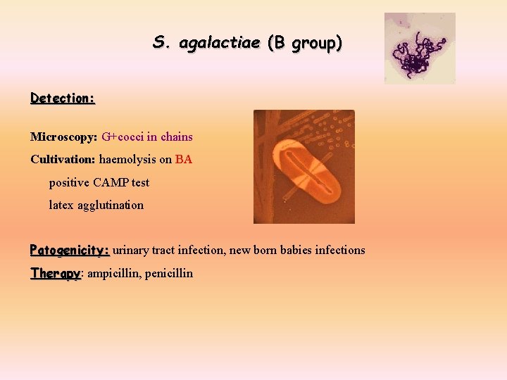 S. agalactiae (B group) Detection: Microscopy: G+cocci in chains Cultivation: haemolysis on BA positive